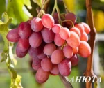 Виноград Анюта