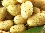Шелковица белая медовая
