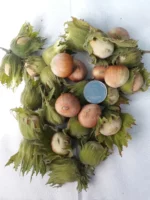 Фундук карамановский